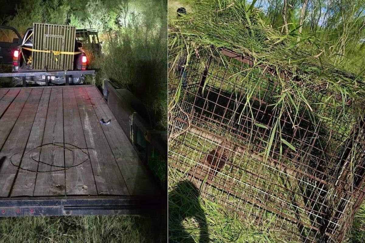 Tigre siberiano se escapa y ataca granja de cerdos en Reynosa, Tamaulipas