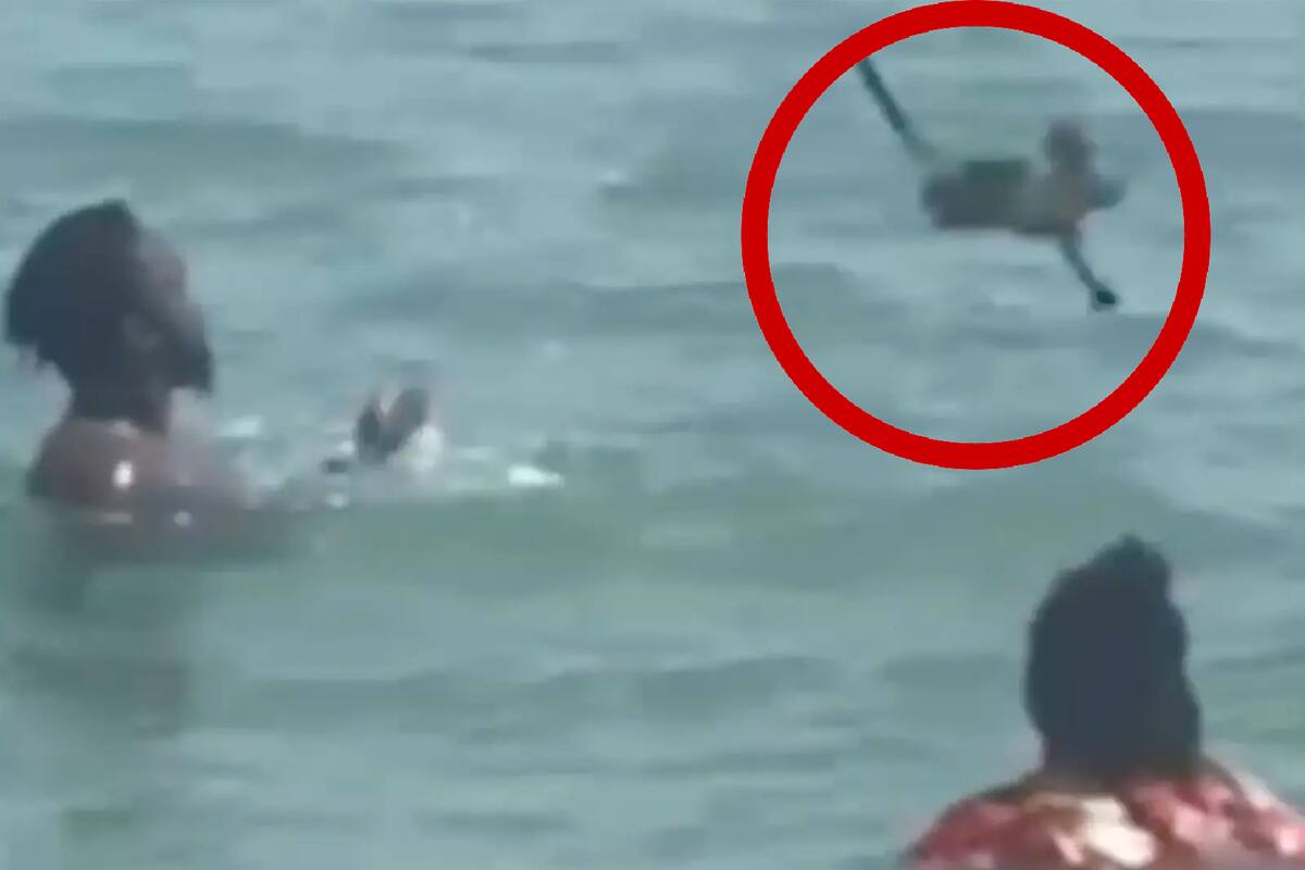 VIDEO: Pareja tortura y arroja a una gatita en playa de Florida
