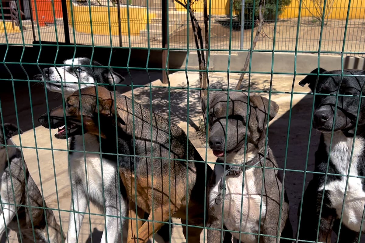 La Manada Feliz, el lugar donde los perros abandonados vuelven a sonreír