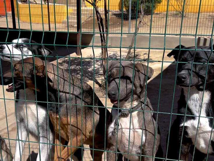 La Manada Feliz, el lugar donde los perros abandonados vuelven a sonreír