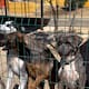 La Manada Feliz, el lugar donde los perros abandonados vuelven a sonreír