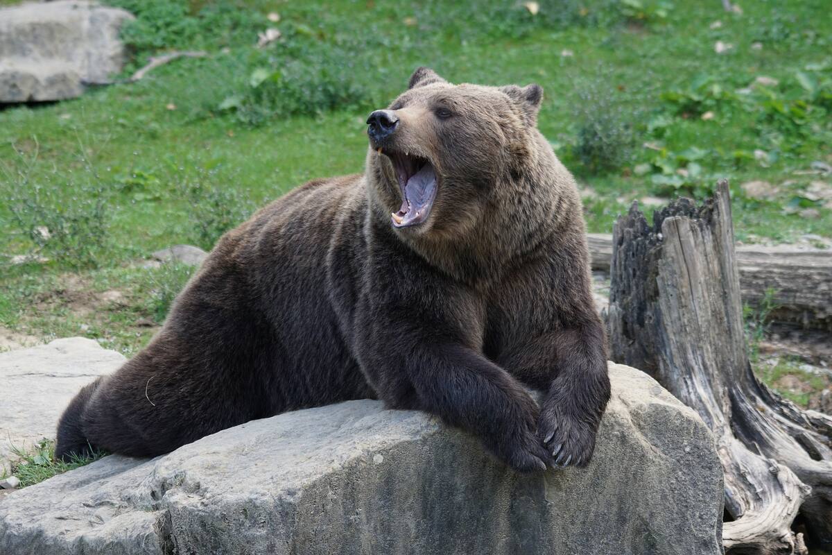 Abre la puerta de su auto para sacar a un oso