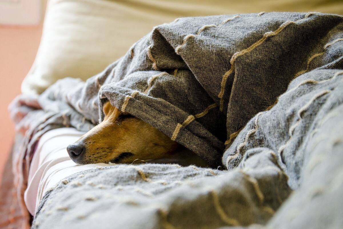 Lo que debes saber si sufres de alergia hacia algunos animales