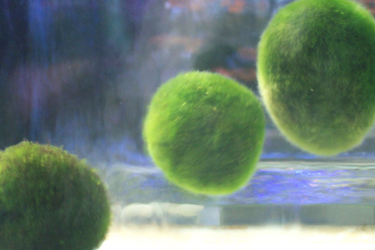 Esta planta puede vivir hasta cien años y es ideal para el hogar