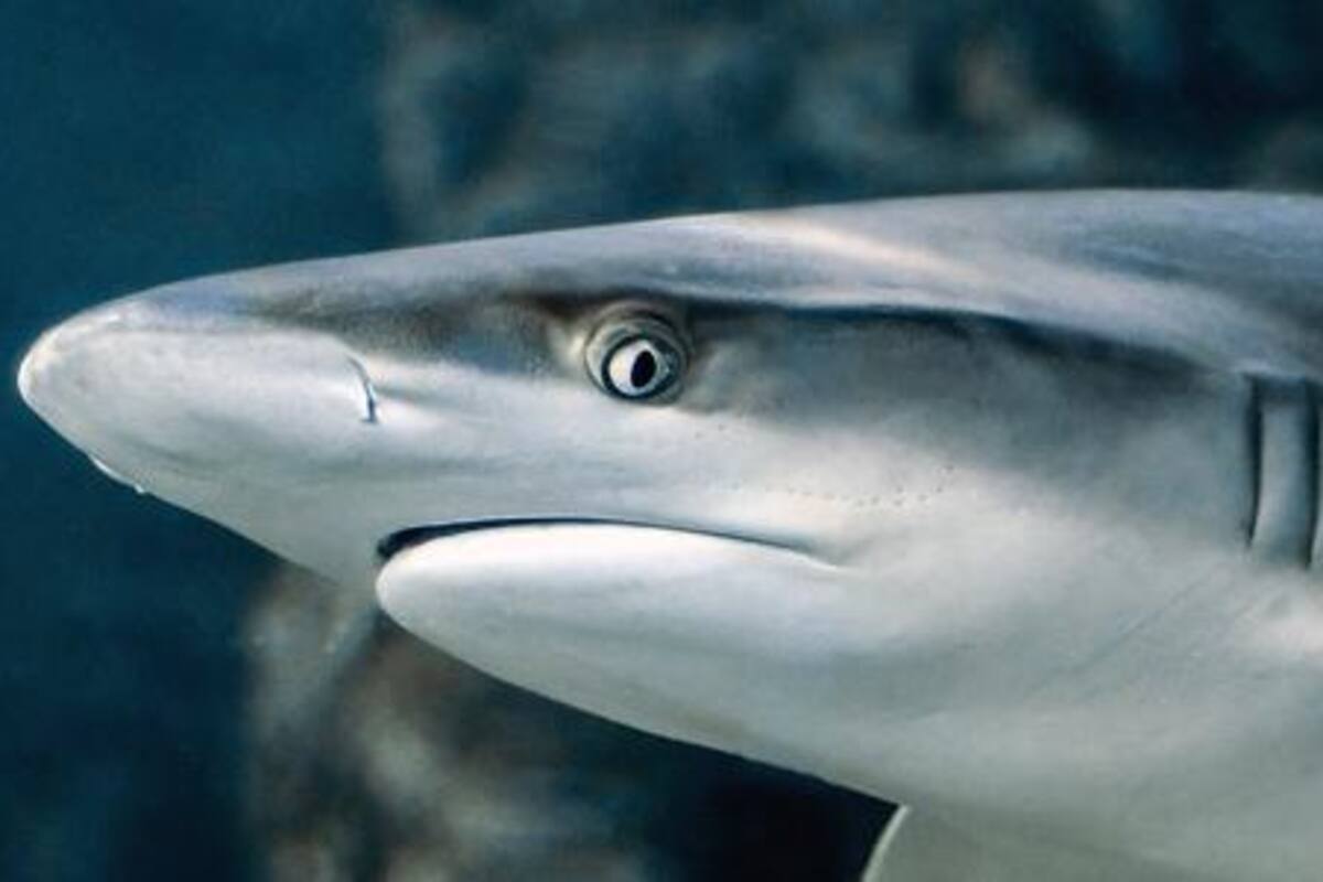 Tiburones pueden dormir con los ojos bien abiertos, ¿cómo lo hacen?