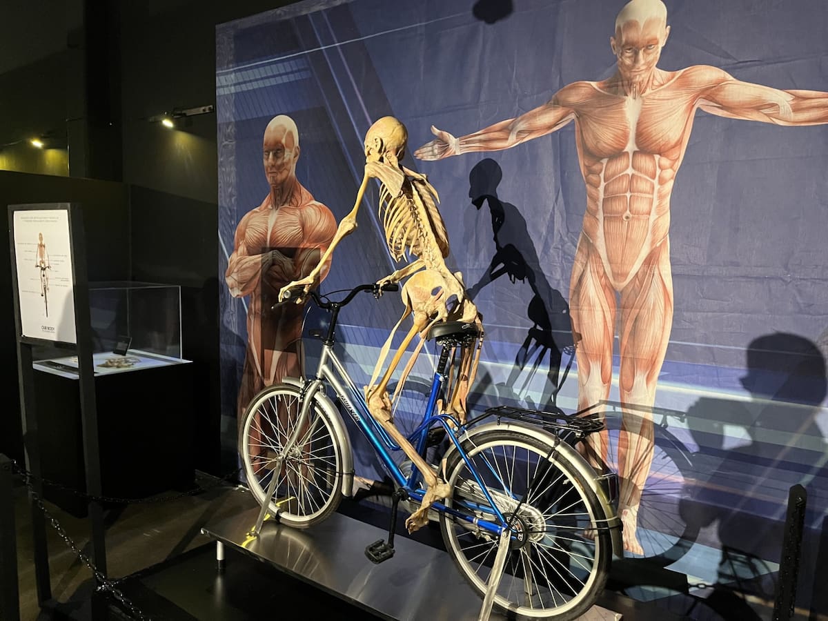 La exposición internacional "Our Body: El Universo Dentro" llegó a Caracol Museo de Ciencias, en Ensenada, con 14 cuerpos humanos reales y más de 150 piezas anatómicas.
Fotos: Jayme García.