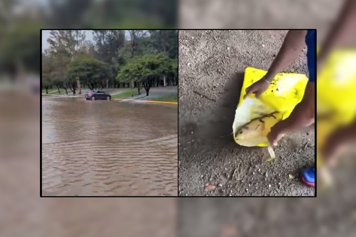 Peces muertos aparecen en calles de SLP, ¿Qué pasó?