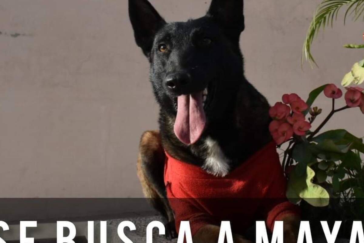 Buscan Bomberos a Maya, perrita rescatista, en Navojoa