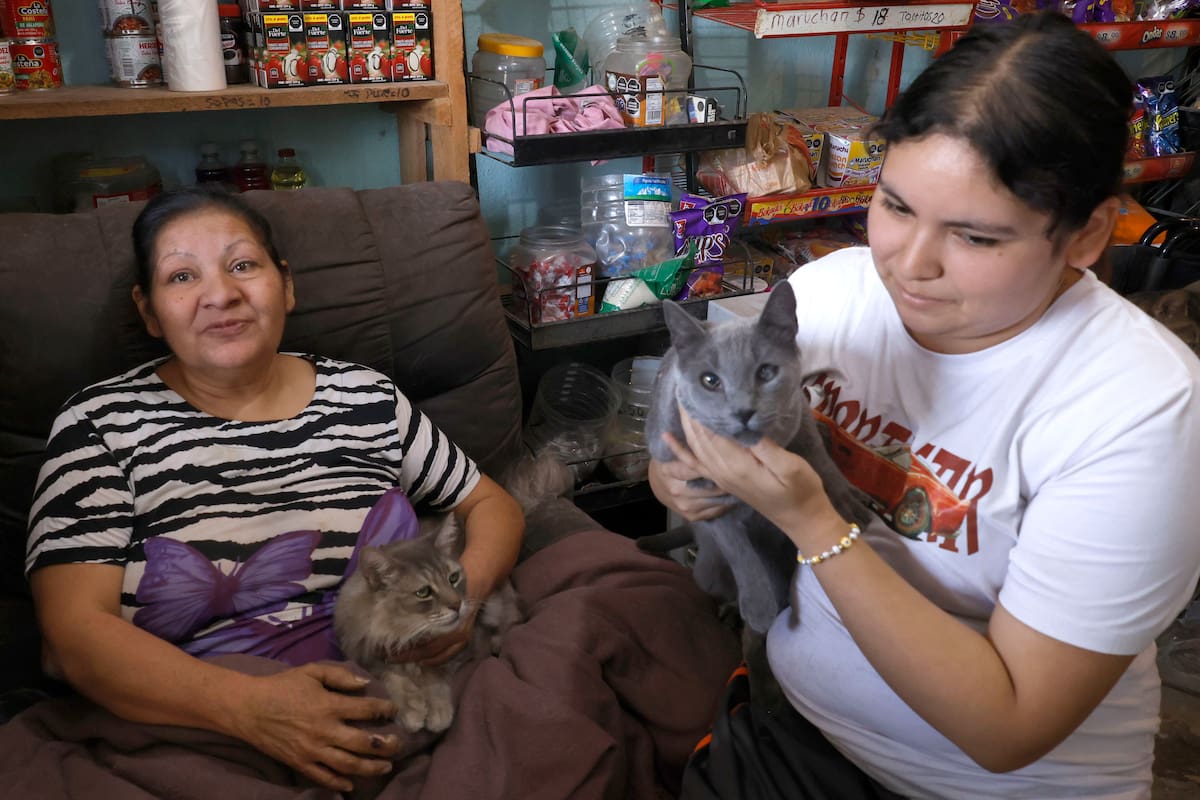 Madre e hija rescatan gatos en Hermosillo y evitan haya sobrepoblación