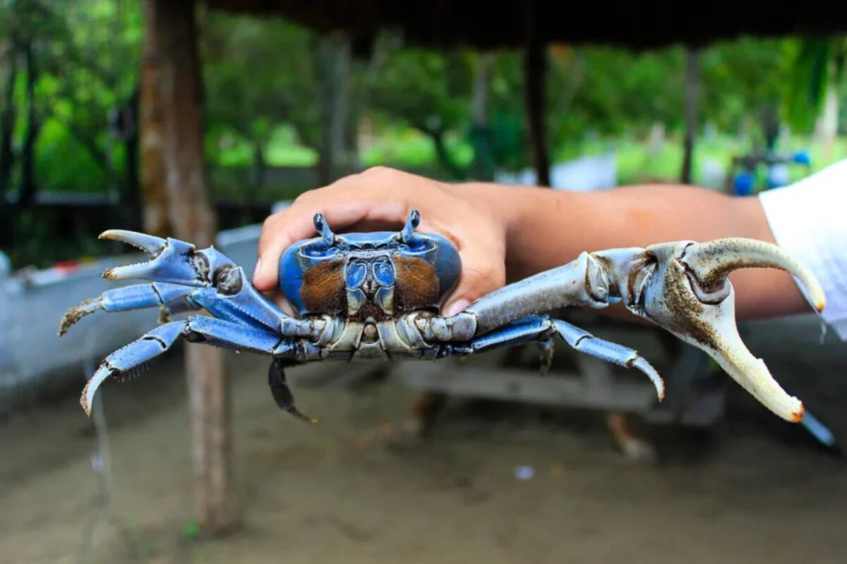 Veda de la pesca del cangrejo azul, pero su hábitat sigue en riesgo