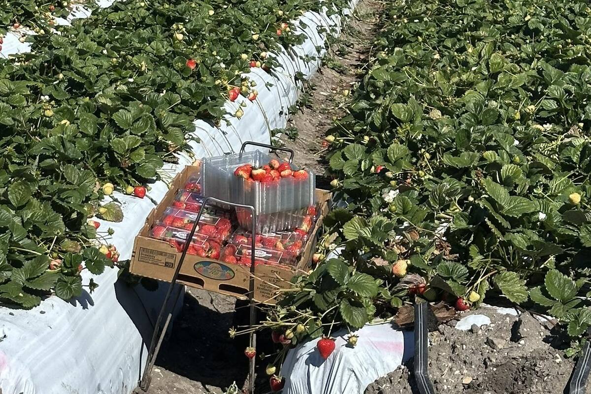 Urge tecnificar el campo antes de 10 años: Codeen