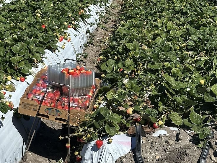 Urge tecnificar el campo antes de 10 años: Codeen