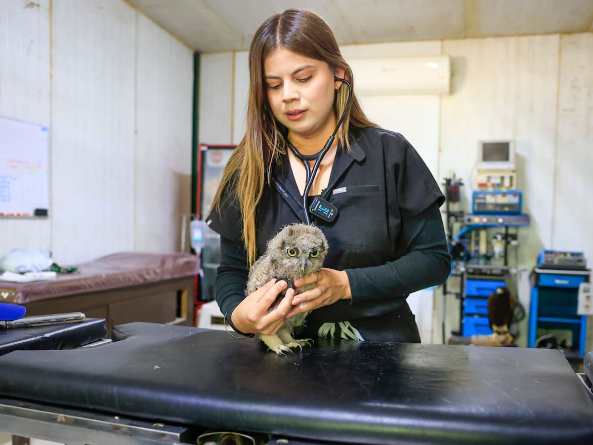 Vivian Sierra explicó que actualmente su labor consiste en atender cualquier situación médica que requieran los animales del zoológico, desde chequeos rutinarios hasta tratamientos más complejos en ejemplares rescatados l Foto: Juan J. Morales