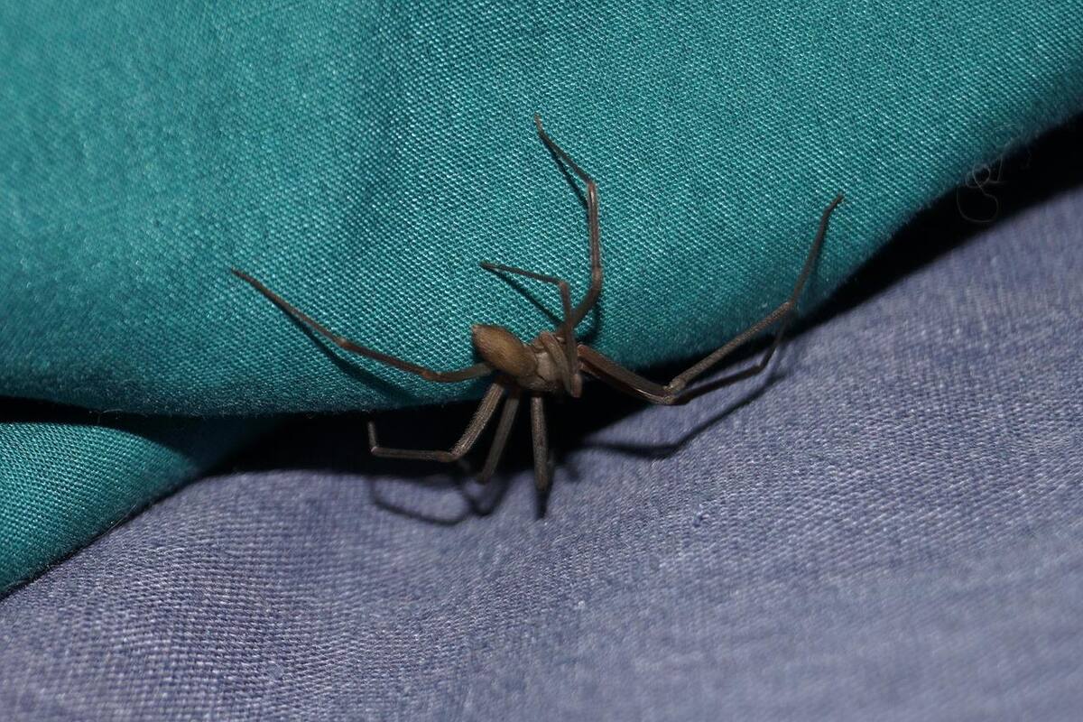 Advierten de riesgos de la araña violinista en Cajeme