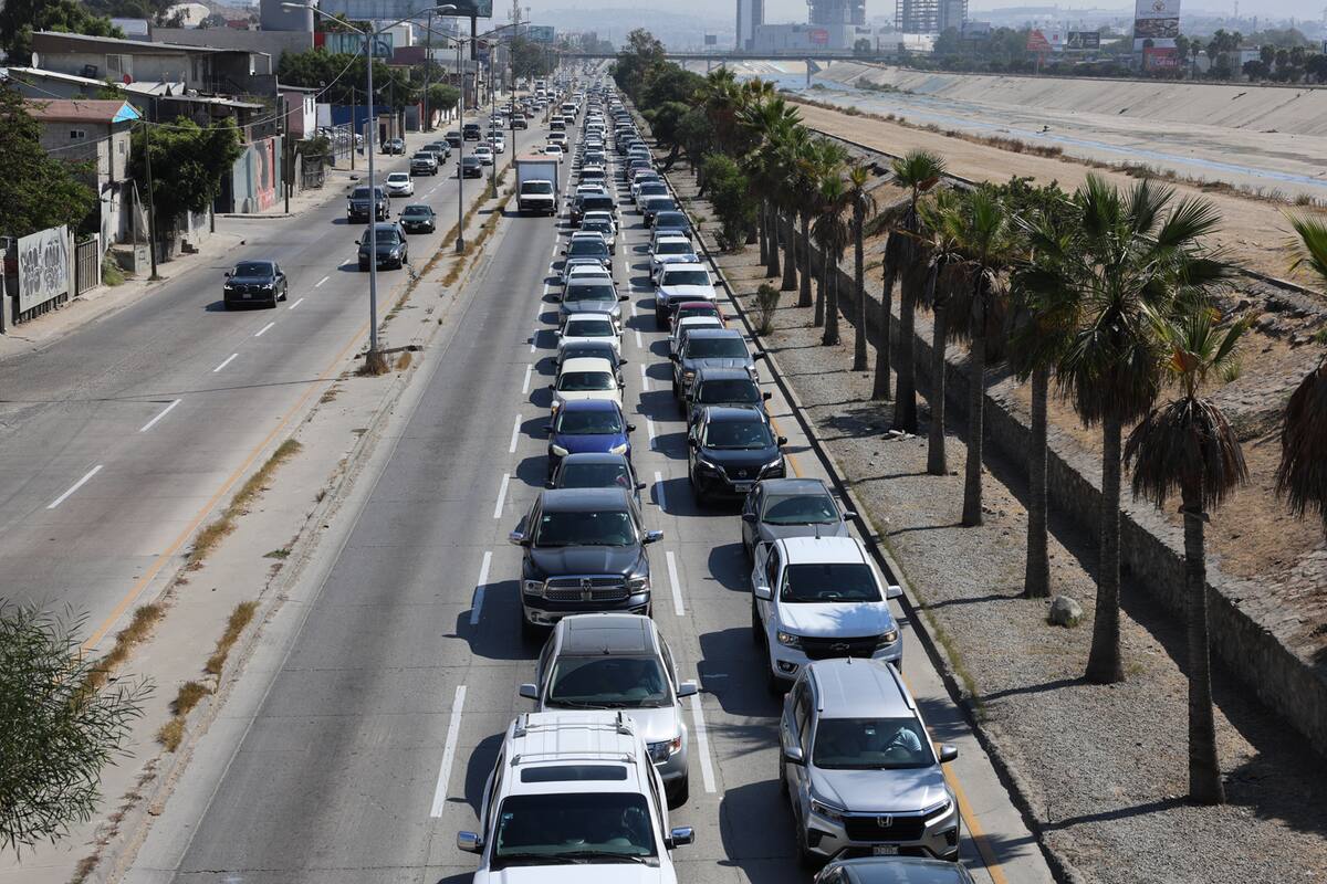 Analizan quitar palmeras secas en la Vía Rápida