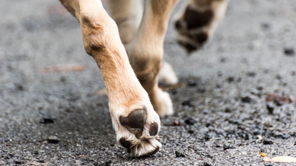 Maltrato animal: perros serían asesinados a balazos por agentes de la policía municipal y Protección Civil en Zacatecas, activistas exigen justicia