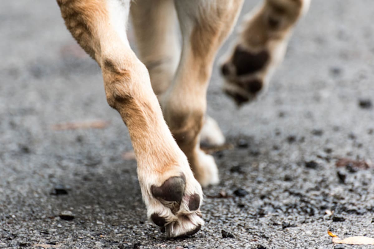Los perros fueron retirados de la vivienda y quedaron bajo la custodia de control animal mientras avanza la investigación. Tomada de la red/ foto ilustrativa