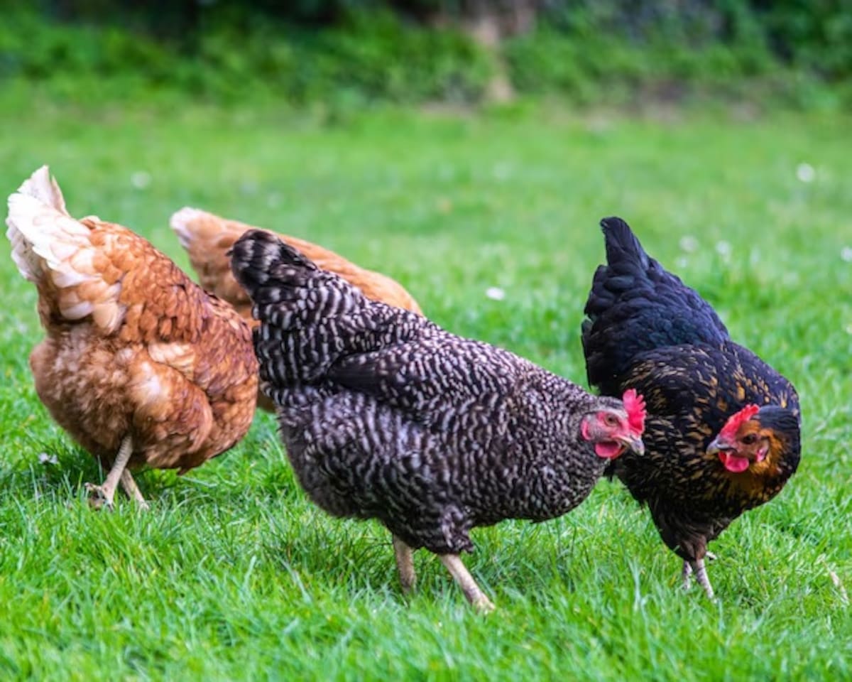 ¿Te imaginas a unas gallinas unas tres veces más grandes?