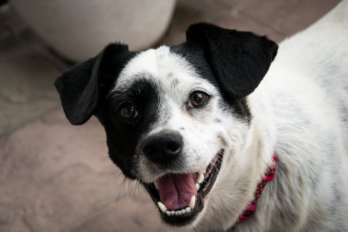 ¿De cuánto es la multa por no tramitar la CURP para tu mascota?