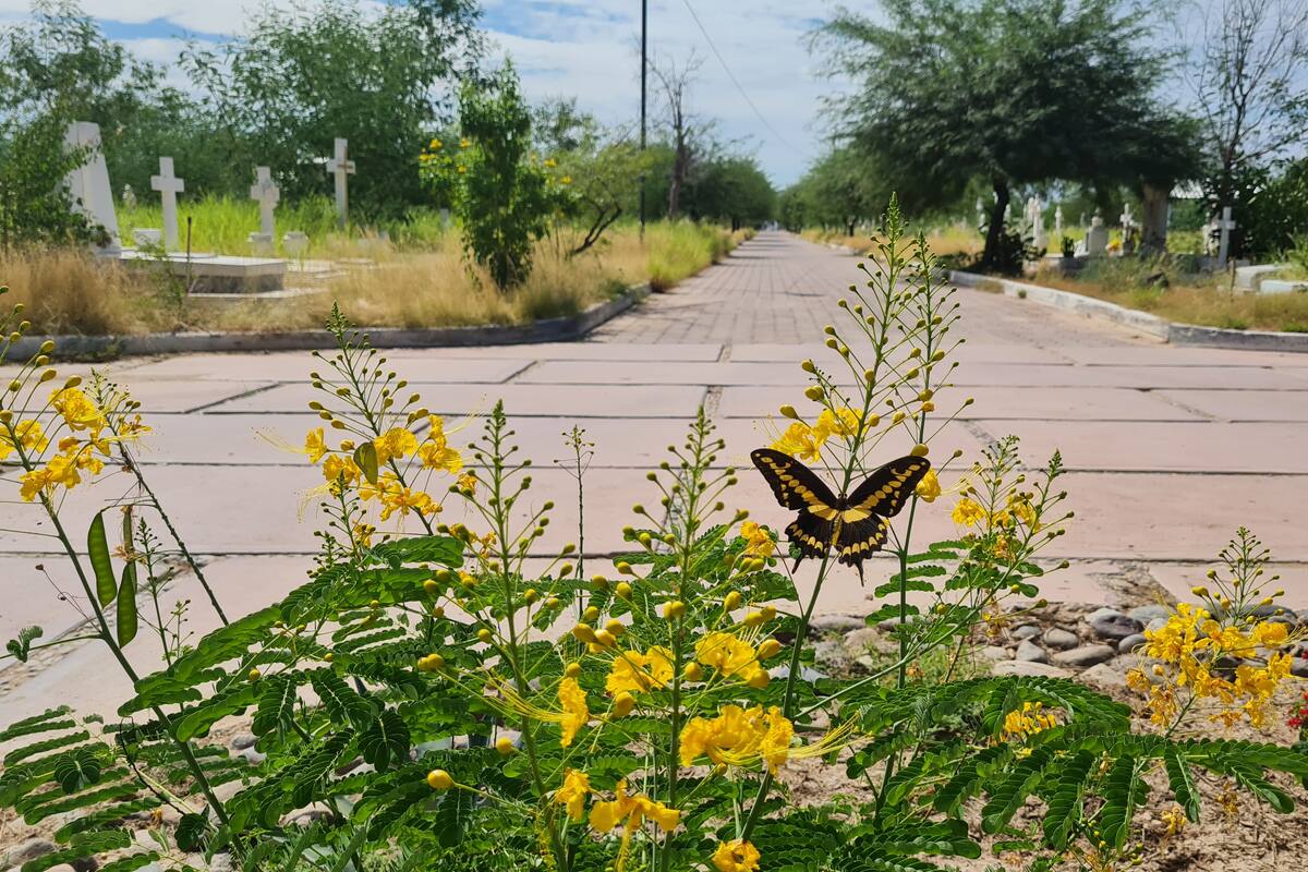 ¿Cómo adquirir derecho de perpetuidad en Panteón Yáñez de Hermosillo?