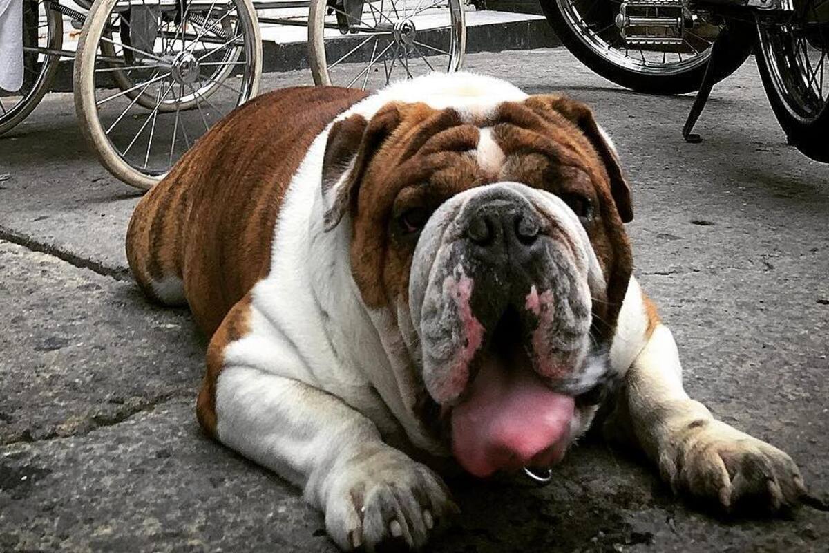 Rescatan a Emilio, el bulldog robado de estética en la CDMX