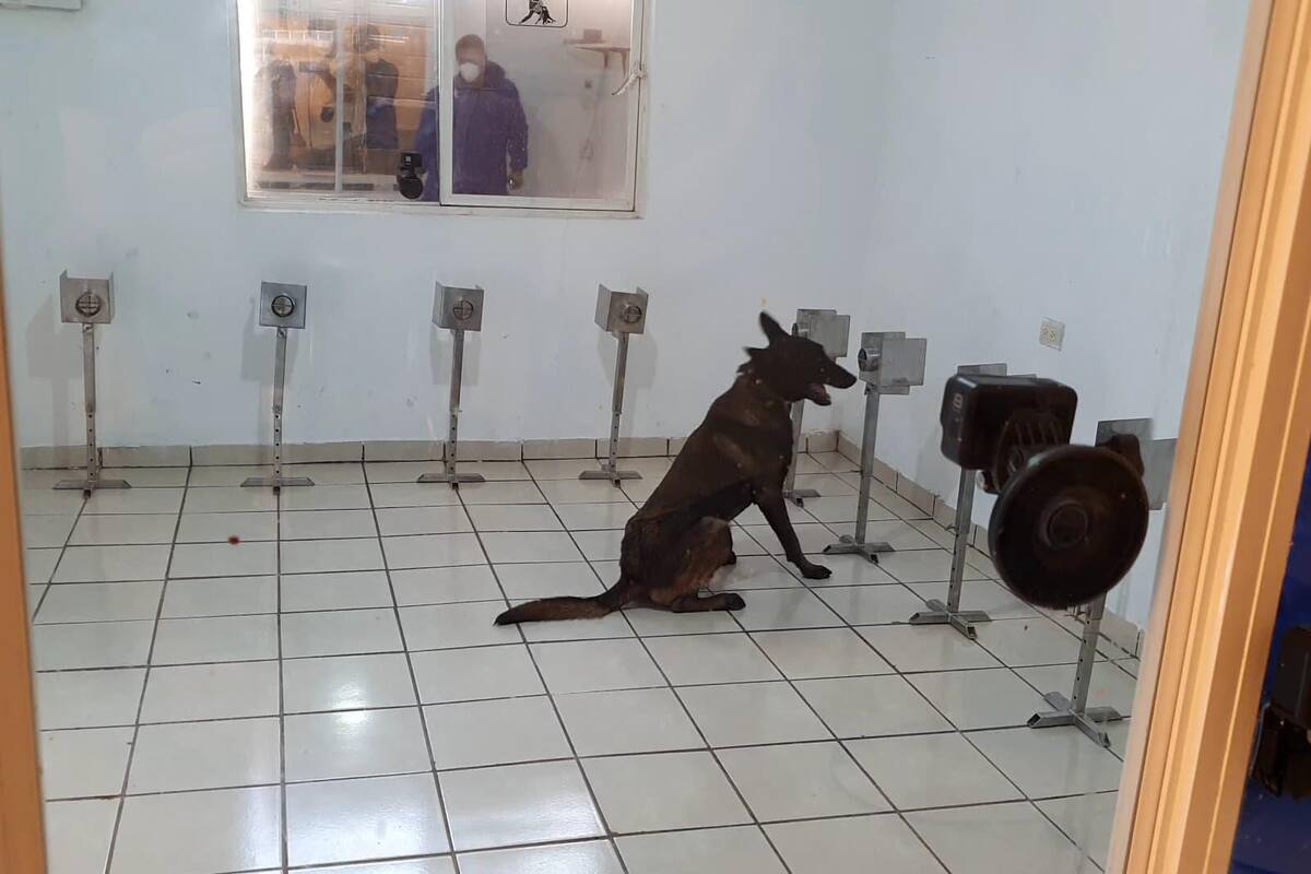 Entrenan a 10 perros para detectar Covid-19