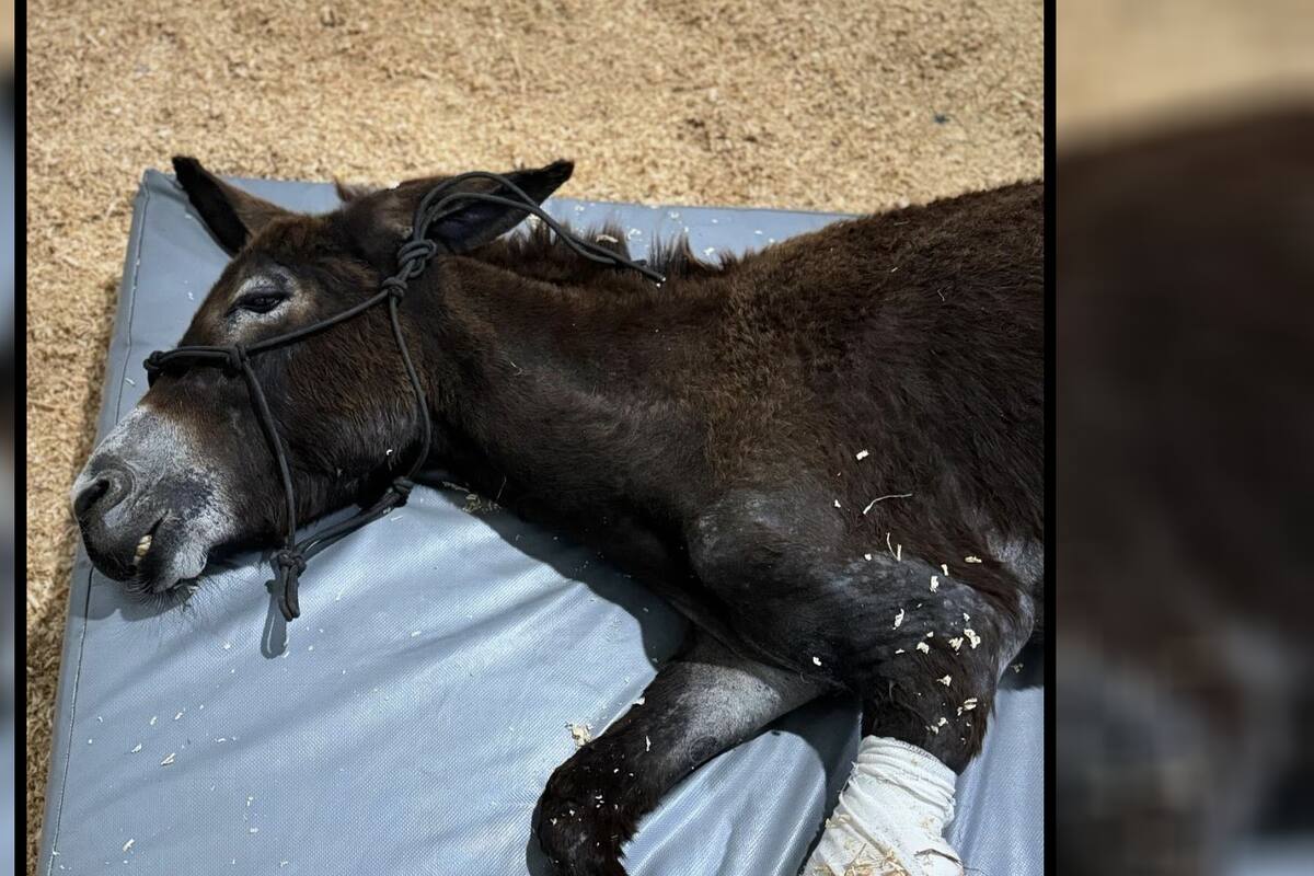 La desgarradora historia de Olivia: Una burrita que fue quemada con gasolina por meterse a un terreno privado en Querétaro