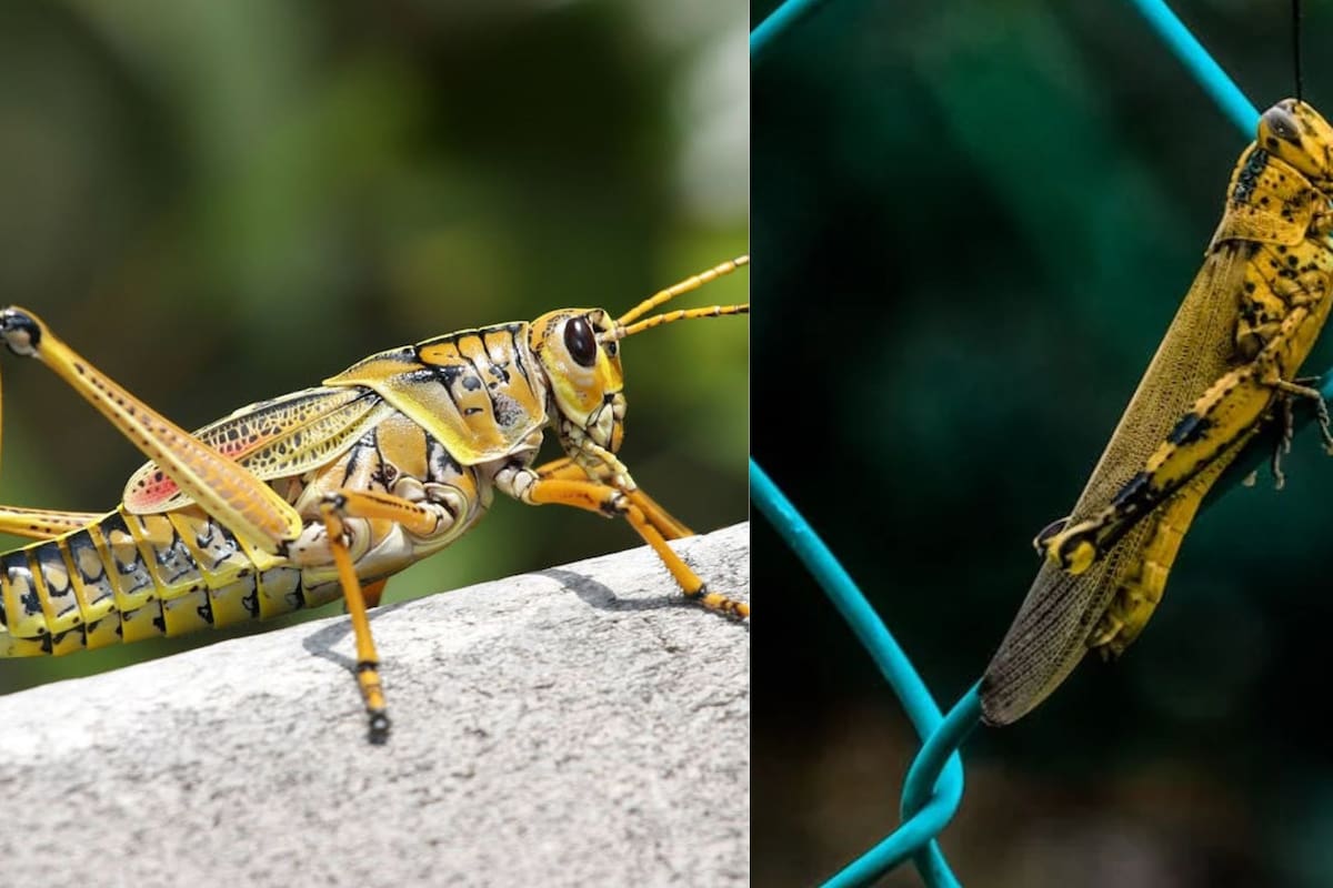 Biólogo explica las diferencias entre grillos y saltamontes