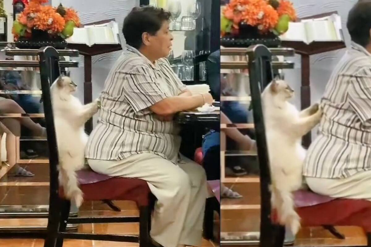 VIRAL: Gatito 'masajista' ayuda a que su dueña se relaje