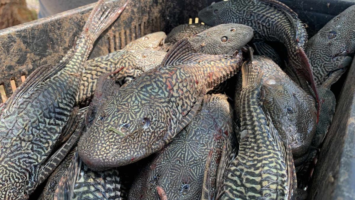 El riesgo principal es que el río Mixteco atraviesa varias comunidades de la región Mixteca y se utiliza para riego agrícola y ganadería, por lo que cualquier cambio en el ecosistema podría afectar actividades económicas locales. Foto: Mayra Echeverría