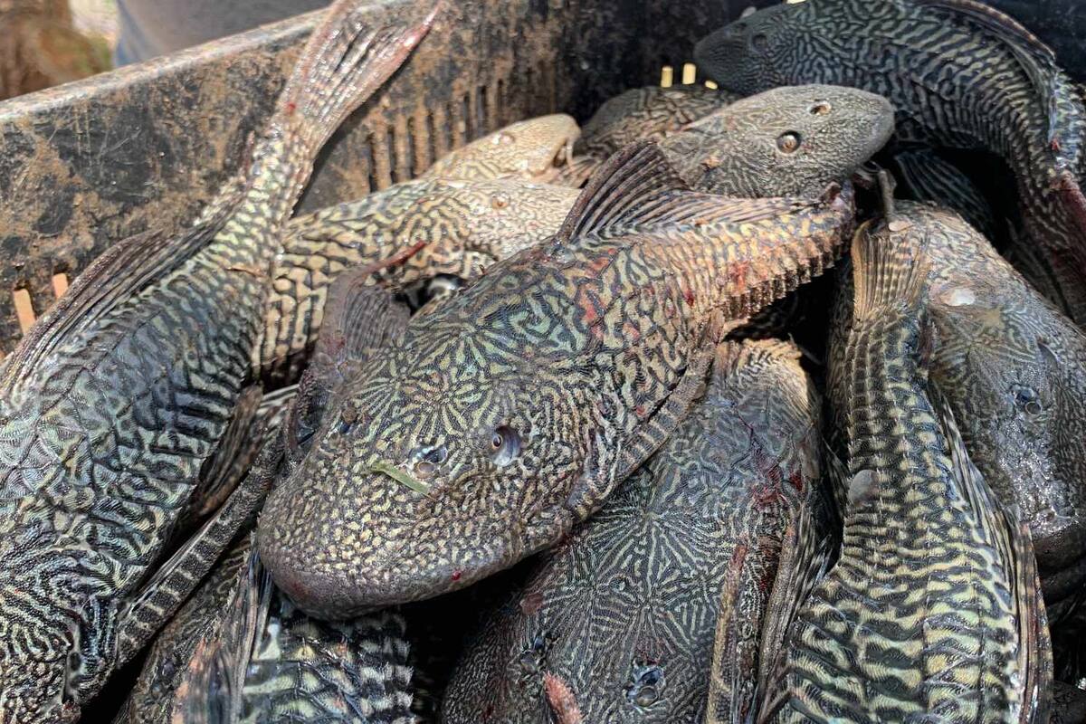 No cesa presencia de pez diablo en la Laguna del Náinari