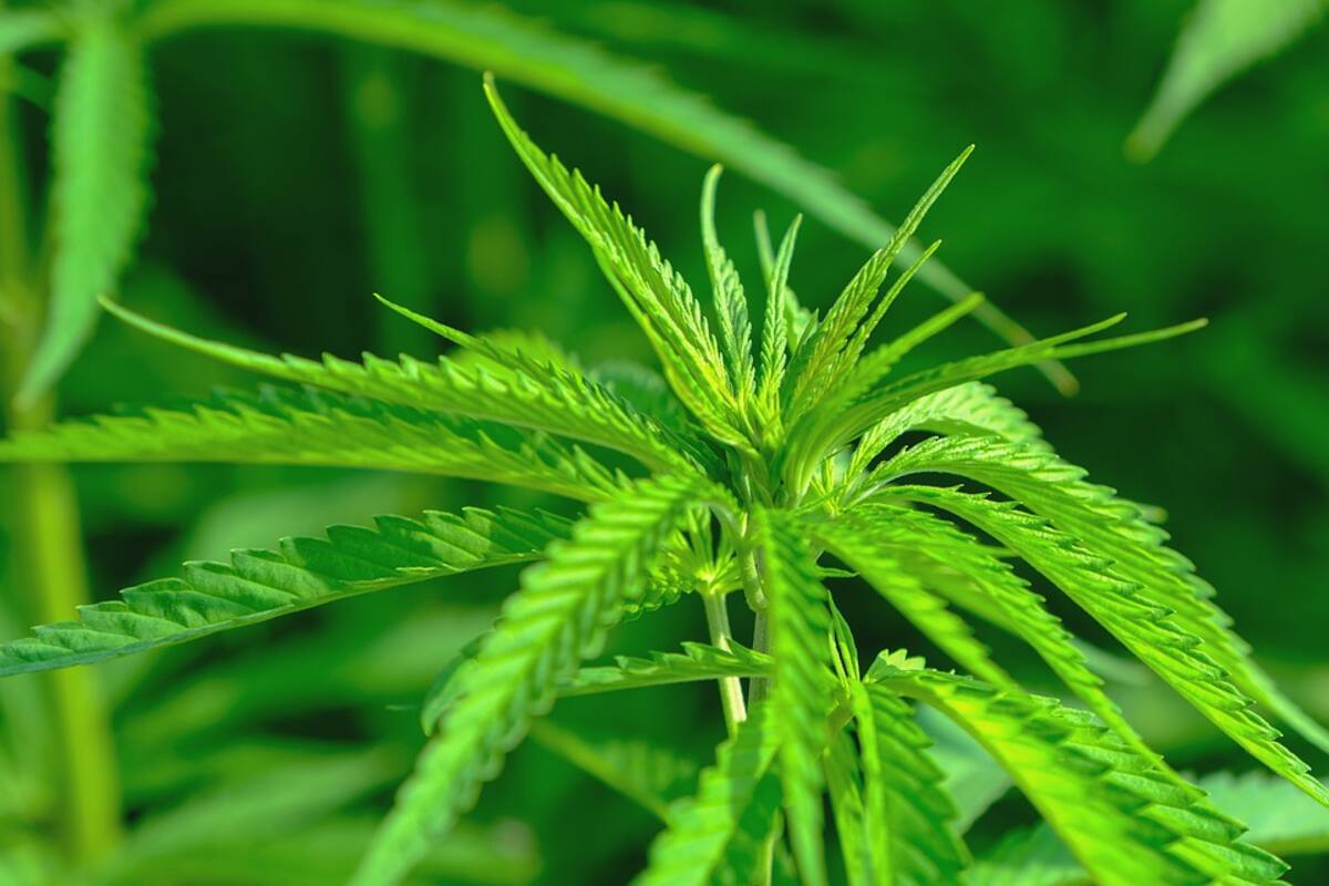 Alertan por productos "milagro" con mariguana