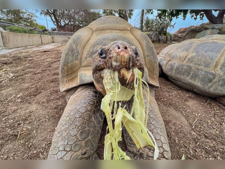 Muere Gramma, la tortuga de Galápagos del Zoológico de San Diego, a los 141 años