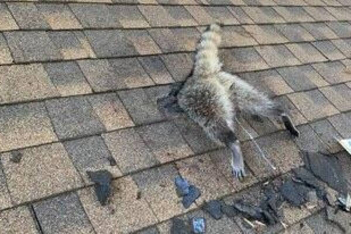 Fuerte aterrizaje tuvo un mapache en el techo de una casa