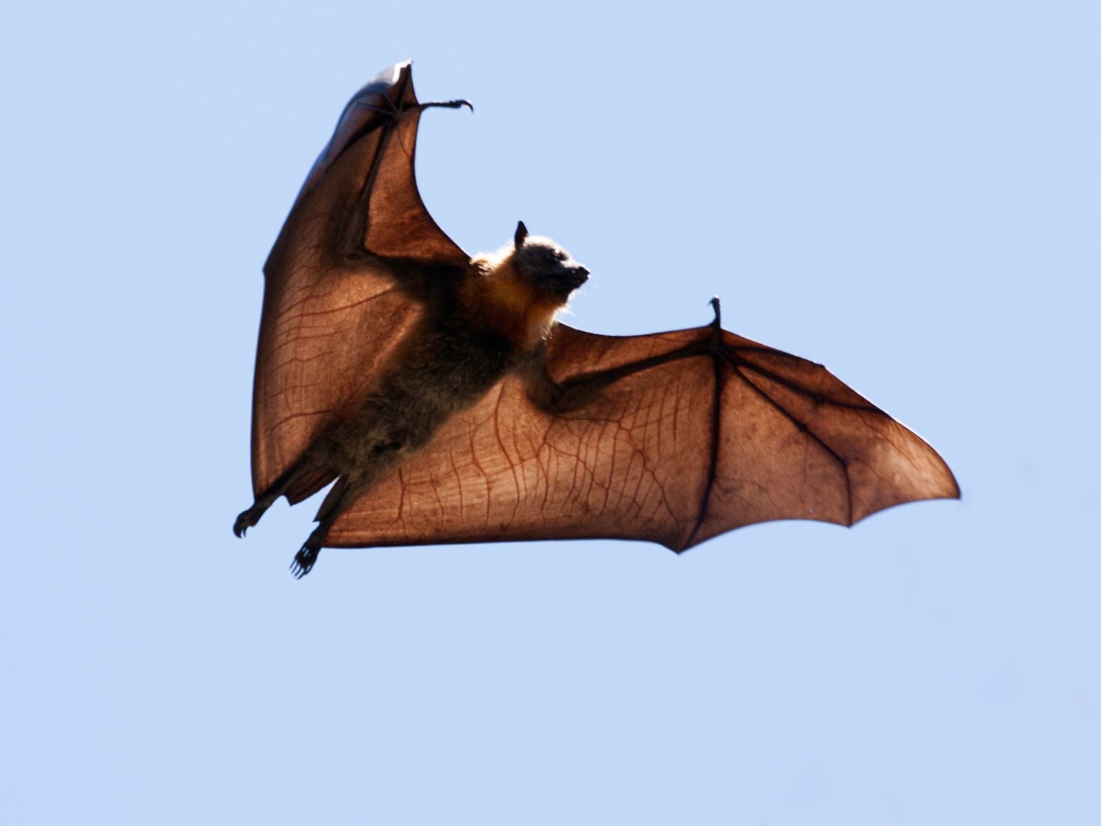 Científicos explican que el calor provoca un “doble golpe”: daña directamente a los animales y reduce su capacidad para volar y alimentarse. | Ilustrativa de Canva