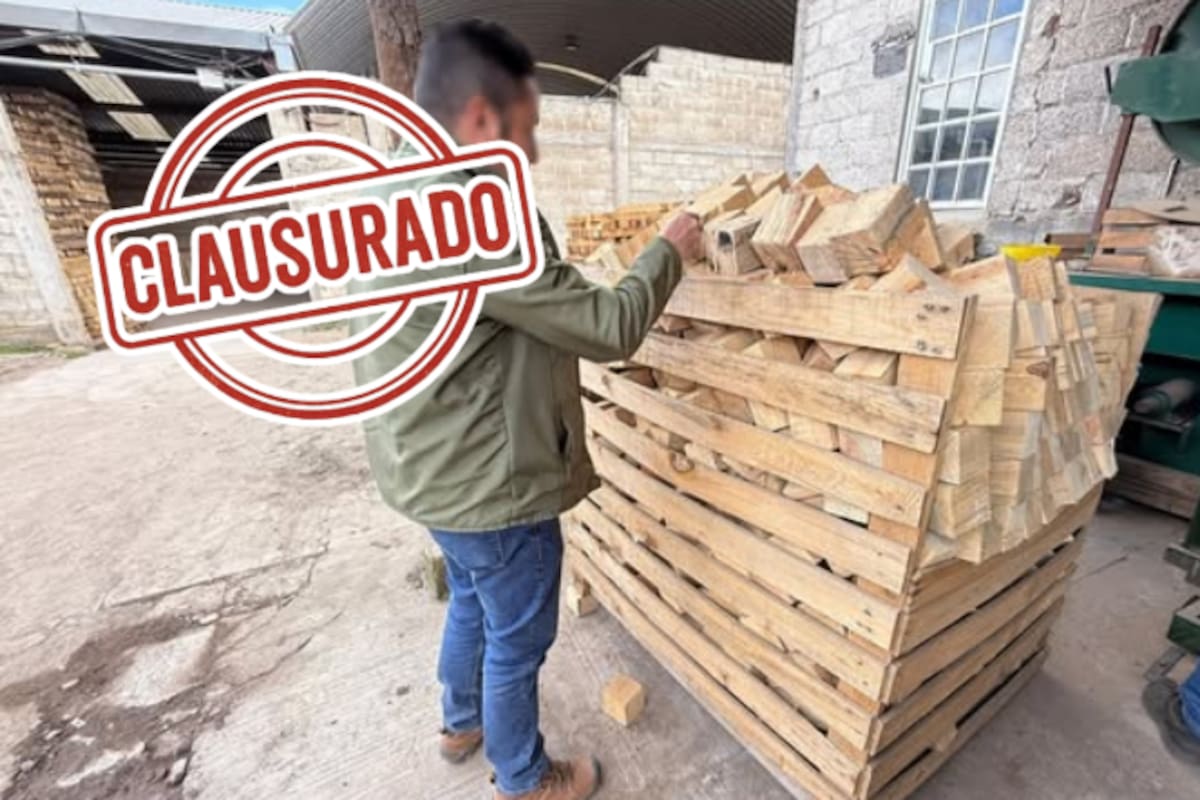 Profepa clausura aserradero ilegal en Agua Blanca, Hidalgo; detecta irregularidades en otro establecimiento durante operativo forestal