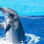 ¿Te gustan los delfines? En Tailandia buscan cuidadores voluntarios para una hembra que fue encontrada herida y deshidratada de una playa