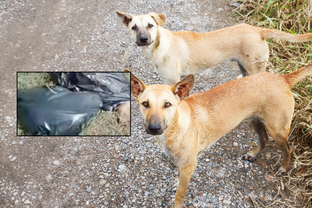 Hallan varias perros torturados, mutilados y partidos por la mitad en Xochimilco; vecinos exigen justicia