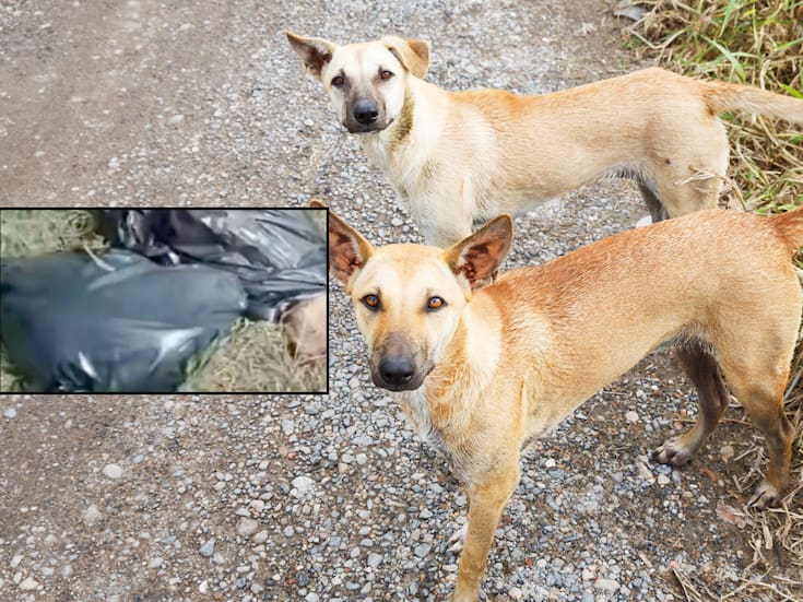 Hallan varias perros torturados, mutilados y partidos por la mitad en Xochimilco; vecinos exigen justicia