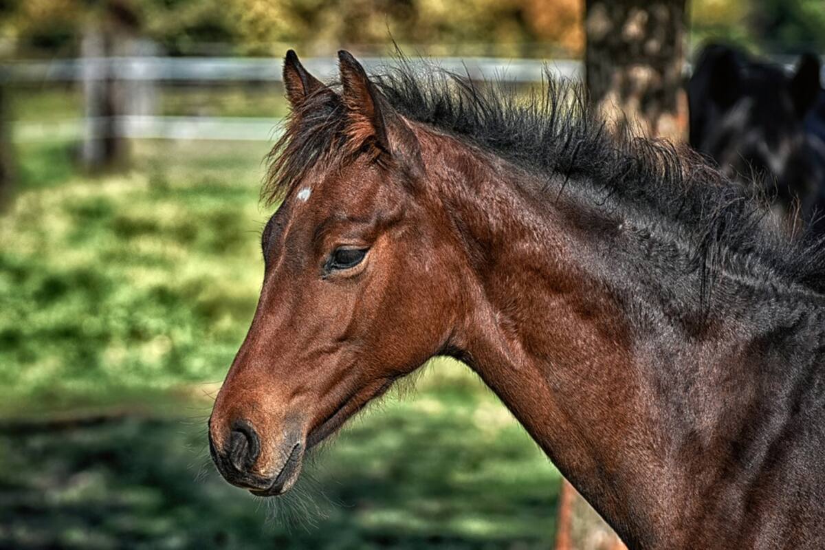 Hombre arrastra a un caballo y lo patea en la cabeza