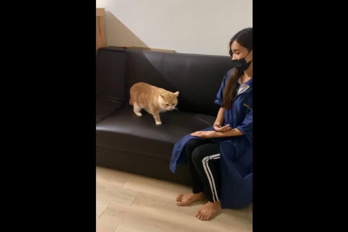 TIKTOK VIRAL: Gatito rechaza la ropa que le compraron sus dueños
