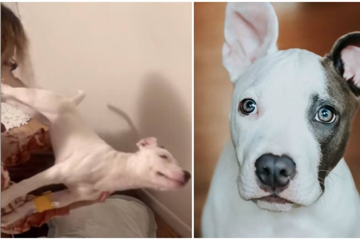 VIDEO: Perrita parecía estatua al padecer enfermedad, ahora corre feliz