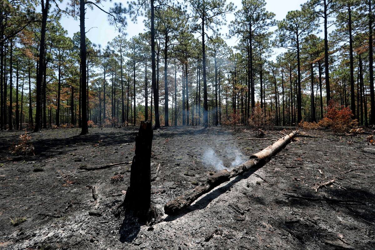 En esta imagen, tomada el 30 de julio de 2019, un tronco humeante luego de un incendio controlado en un bosque de pinos en Fort Braggs, Carolina del Norte. Los fuegos frecuentes son beneficiosos para el amenazado pájaro carpintero de cresta roja y para la mariposa de Saint Francis Satyr. (AP Foto/Robert F. Bukaty)