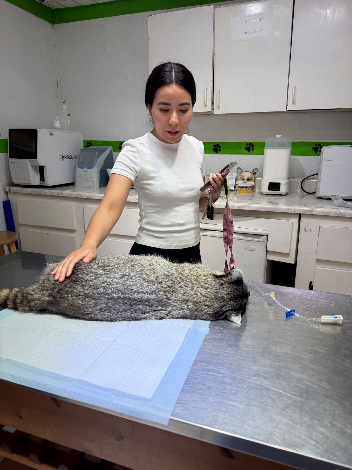 Las ganancias se destinan al tratamiento de la mapache, quien perdió un riñón tras una cirugía. Foto: Cortesía