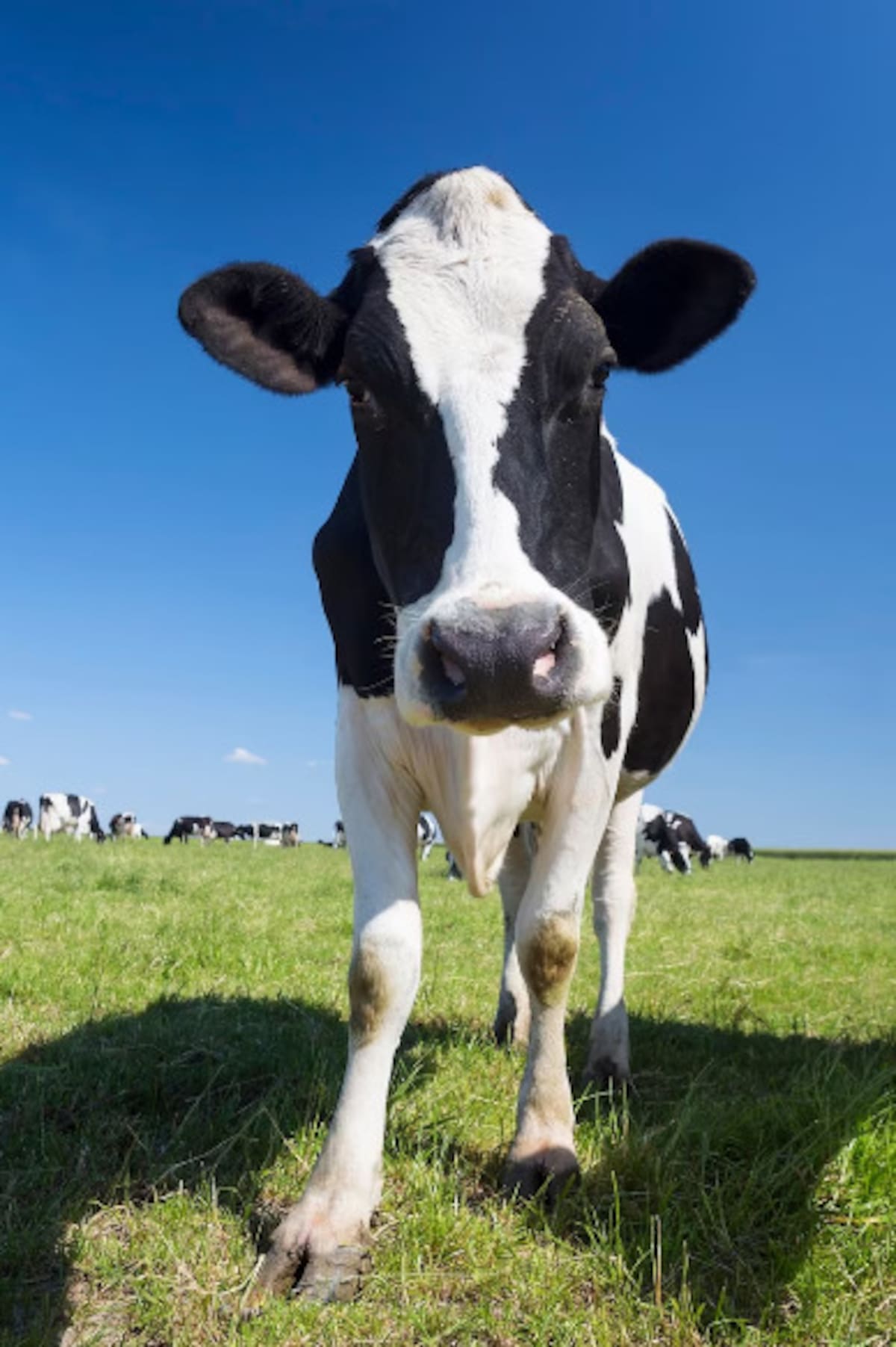 Imagen ilustrativa de una vaca.