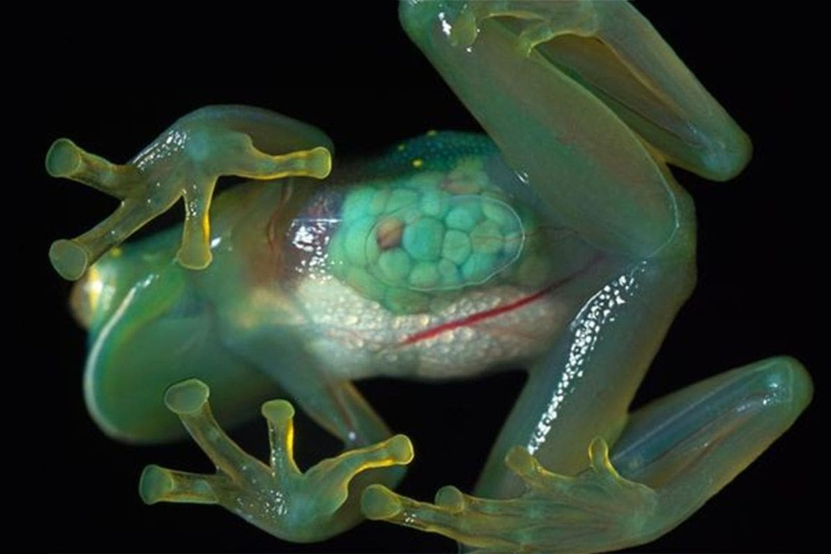 Conoce a las ranas de cristal con piel translúcida que permite ver sus órganos