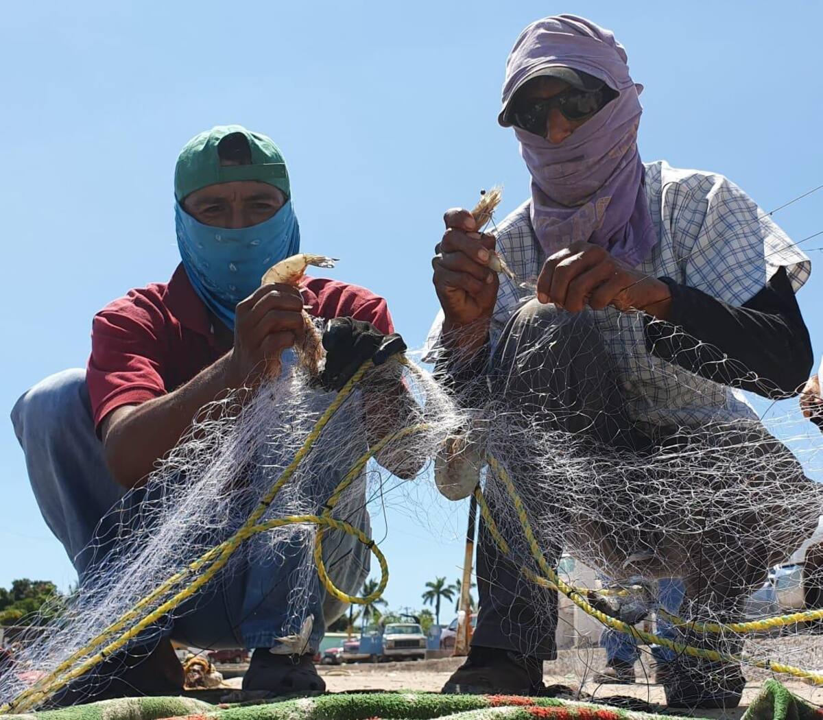 Veda de camarón a partir de este 6 de abril.