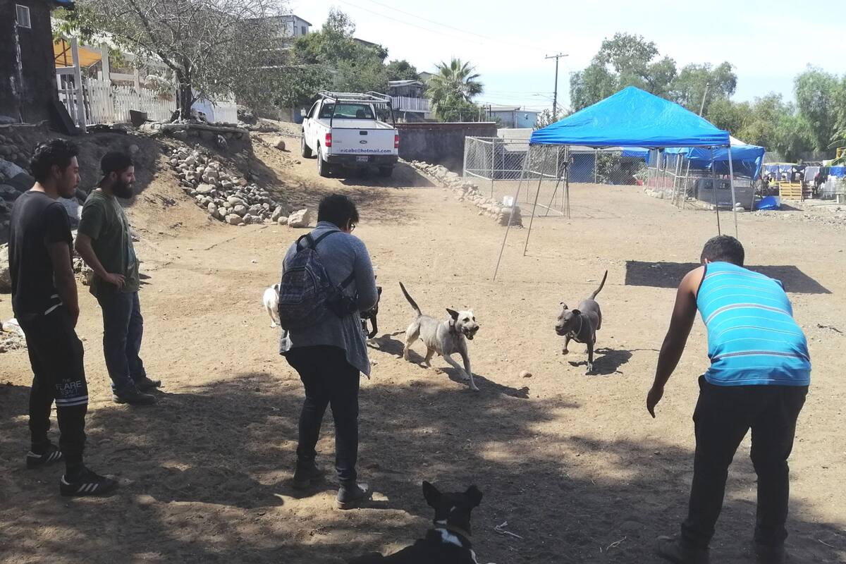 Adaptan jóvenes casa para rehabilitar animales en Tijuana