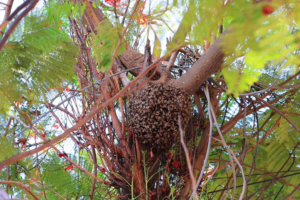 ¿Enjambre de abejas en Hermosillo? Repórtelo al 911 y siga estas recomendaciones