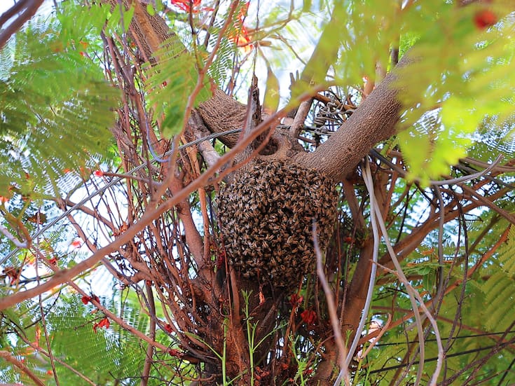 Bomberos de Hermosillo atendieron 76 reportes de enjambres de abejas en tres meses: recomendaciones de seguridad